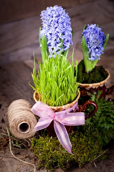 Flowers hyacinths — Stock Photo, Image