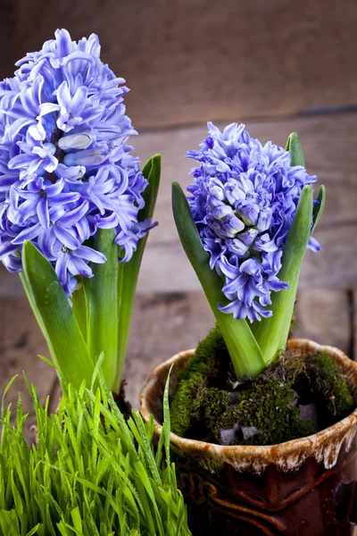 Bloemen hyacinten — Stockfoto