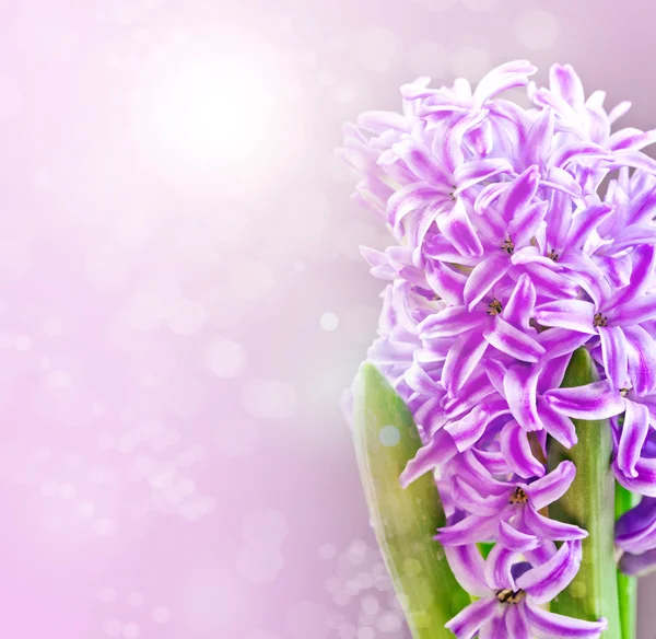 Beautiful pink  Hyacinths flowers — Stock Photo, Image