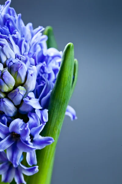 Blå hyacinter blomma — Stockfoto