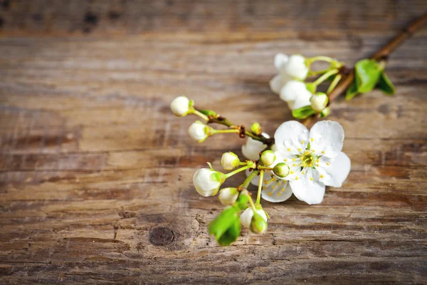 Spring blossom on wooden table — Stock Photo, Image