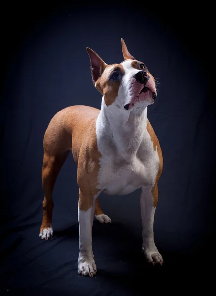 American Staffordshire Terrier — Stock Photo, Image