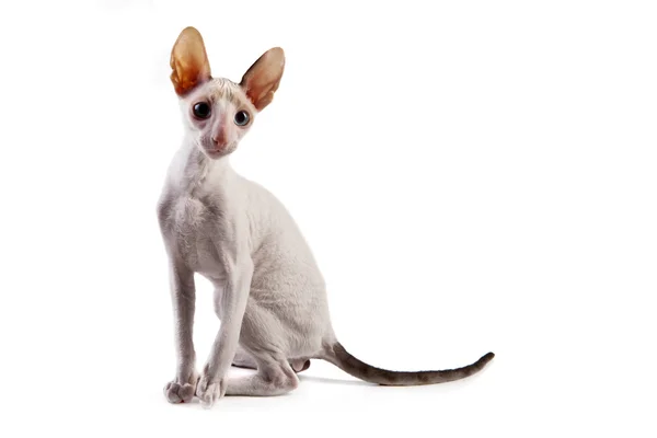 Cornish Rex kitten — Stock Photo, Image