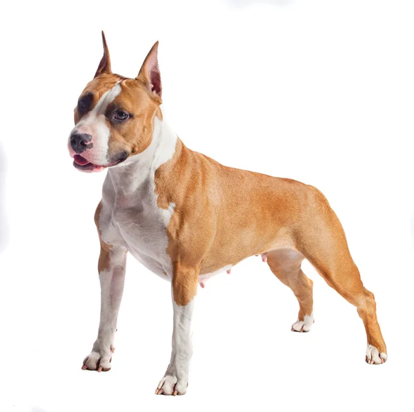 American Staffordshire Terrier — Stock Photo, Image