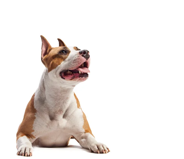 Amerikanischer Staffordshire Terrier — Stockfoto