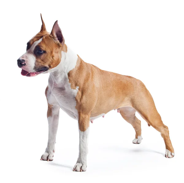 American Staffordshire Terrier — Stock Photo, Image