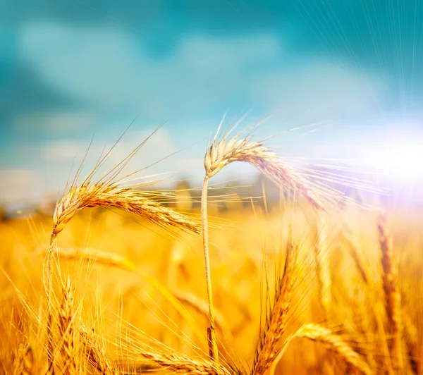 Golden wheat field — Stock Photo, Image