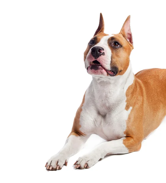 American Staffordshire Terrier — Stock Photo, Image