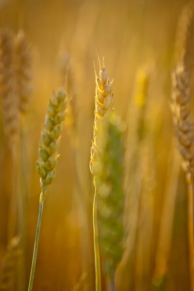 Tło pola pszenicy — Zdjęcie stockowe