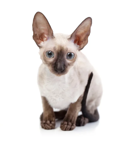 Cornish Rex kitten — Stock Photo, Image