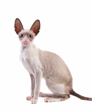 Cornish rex yavru kedi