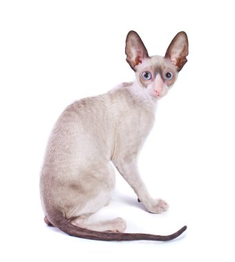 Cornish rex yavru kedi