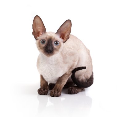 Cornish rex yavru kedi