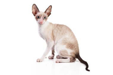 Cornish rex yavru kedi