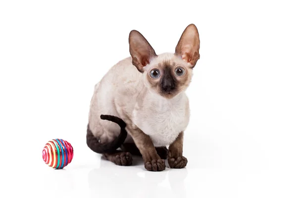 Cornish Rex kitten with toy — Stock Photo, Image