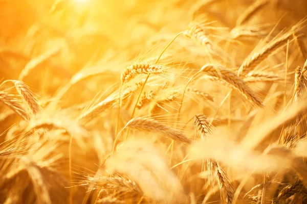 Espigas doradas de trigo — Foto de Stock