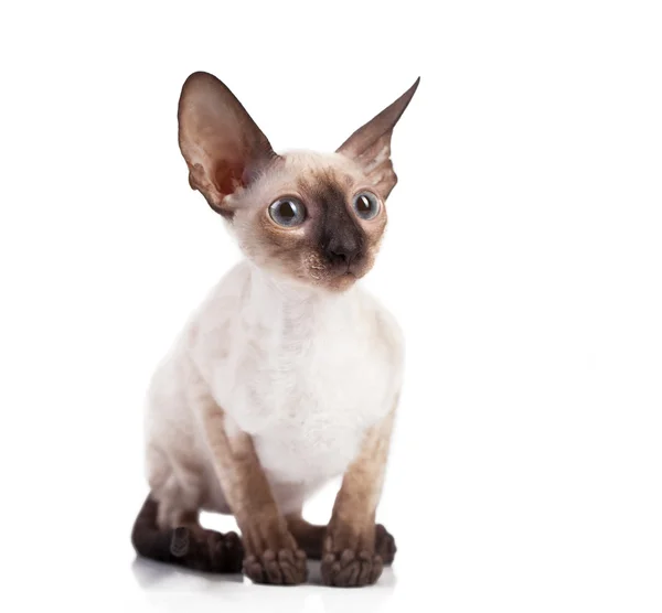 Kotek Cornish Rex — Zdjęcie stockowe