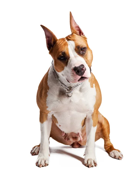 American Staffordshire Terrier — Stock Photo, Image