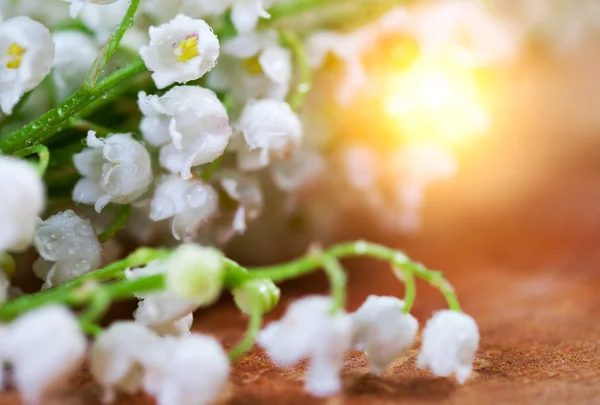 Lelie van de vallei bloemen — Stockfoto