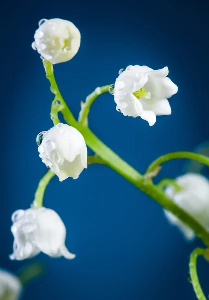 Lily of the valley on blue — Stock Photo, Image
