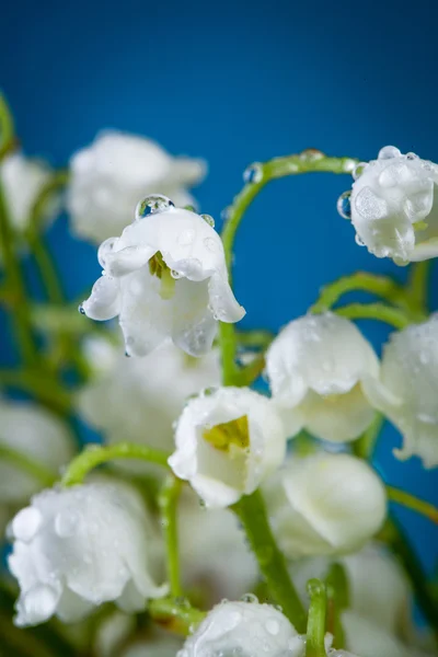 Lily of the valley on blue — Stock Photo, Image