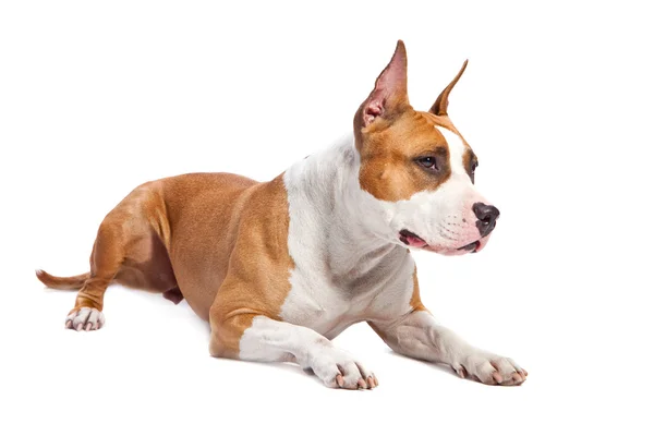 American Staffordshire Terrier — Stock Photo, Image