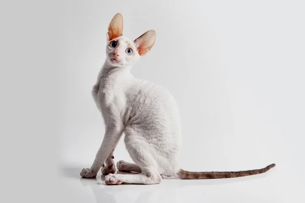 Kotek Cornish Rex — Zdjęcie stockowe