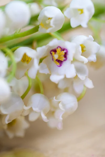 Lelie van de vallei bloemen — Stockfoto