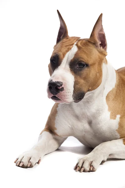 American Staffordshire Terrier — Stock Photo, Image