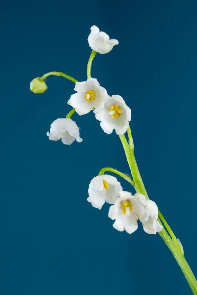 Lily of the valley on blue — Stock Photo, Image