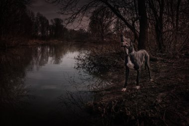 Açık Cadılar Bayramı ürkütücü portre yürüyen Danua köpek