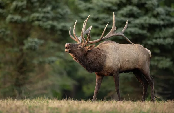 Elk Tijdens Rut Het Najaar — Stockfoto