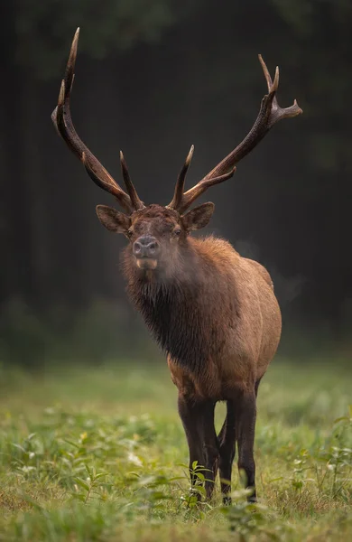 Elk Rut Autumn — Stock Photo, Image