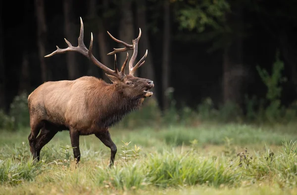 stock image Elk During the Rut in Autumn 