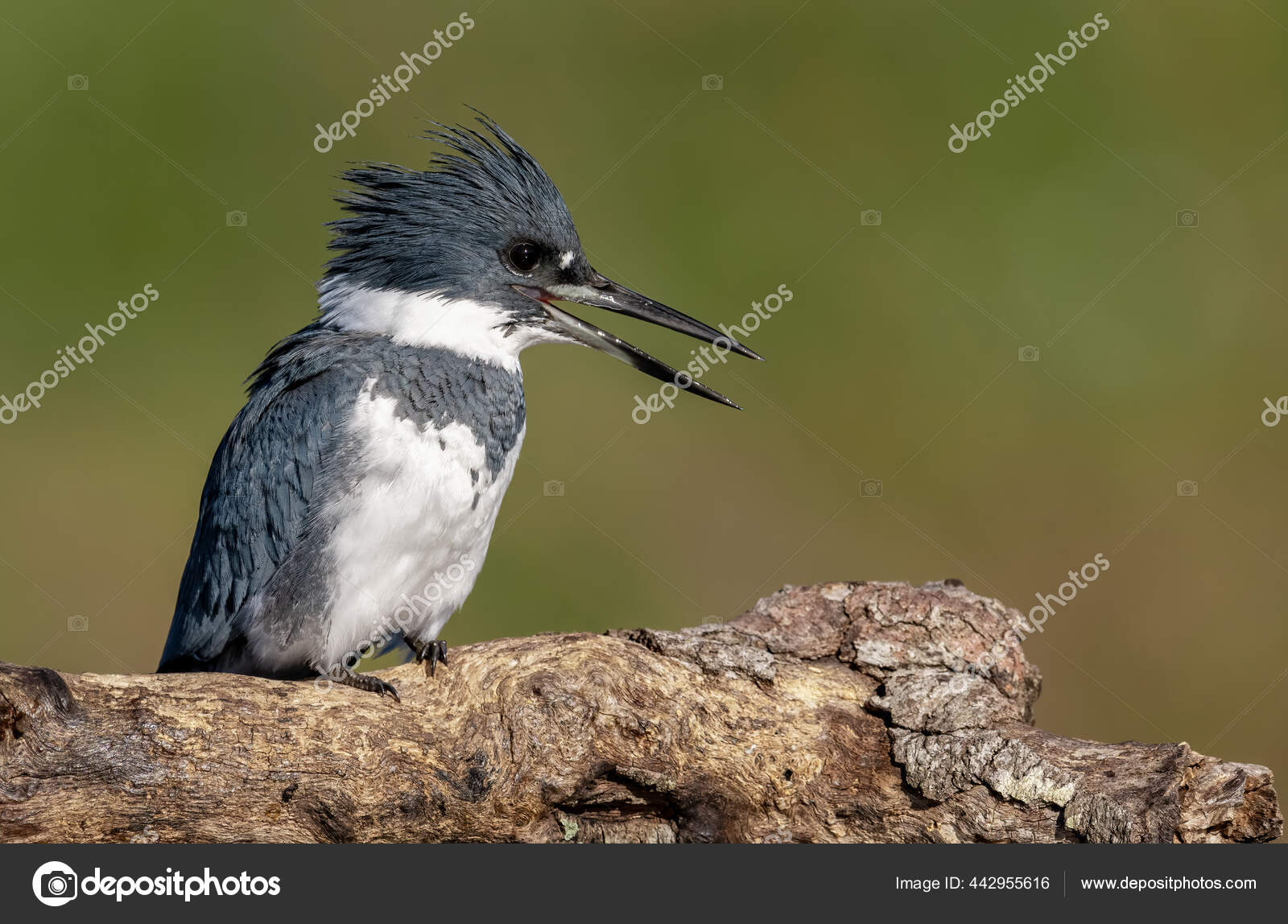 80 Belted Kingfisher Male Stock Photos Pictures  RoyaltyFree Images   iStock