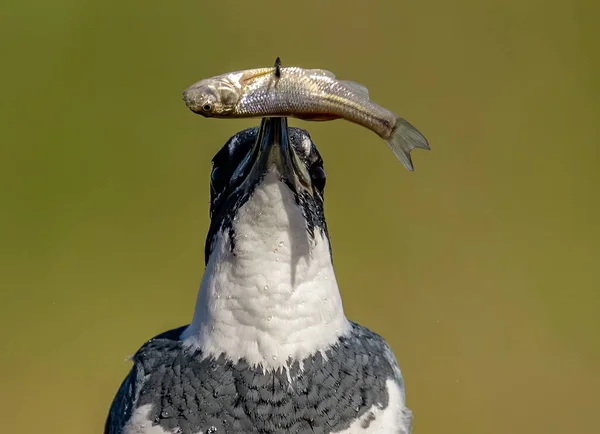 Ein Eisvogel Mit Gürtel Florida — Stockfoto