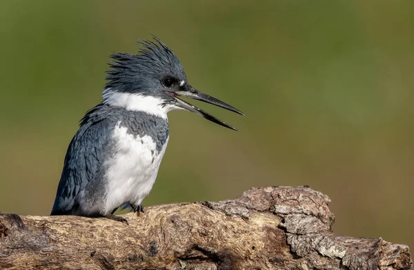 Martin Pêcheur Ceinturé Floride — Photo