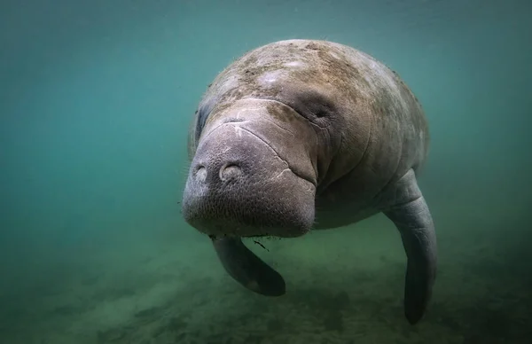 Florida 'da bir denizayısı
