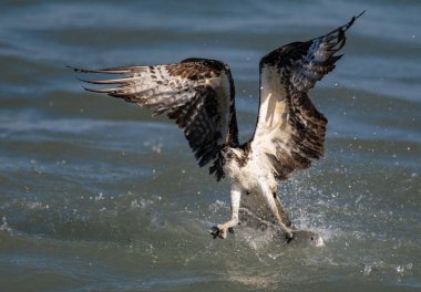 An osprey fishing in southern Florida clipart