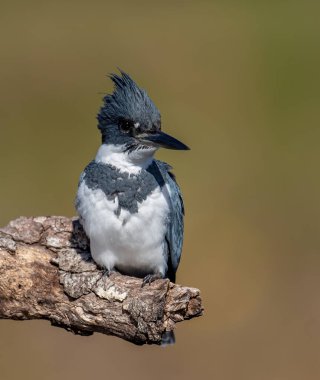 Florida 'da kemerli bir balıkçı. 