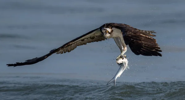 Uma Pesca Osprey Sul Flórida — Fotografia de Stock