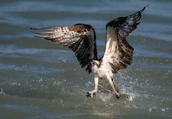 Une Pêche Balbuzard Dans Sud Floride — Photo