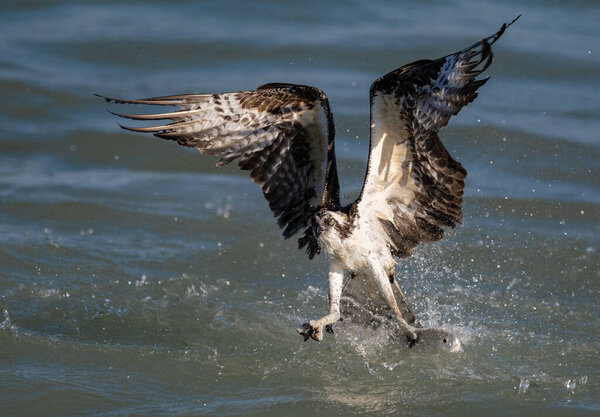 An osprey fishing in southern Florida