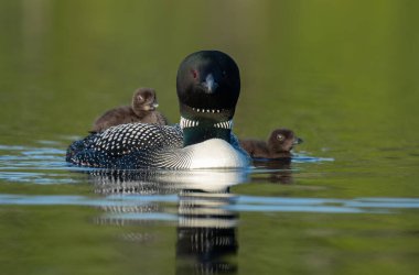Göldeki Sıradan Bir Ahmak