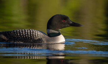 Göldeki Sıradan Bir Ahmak