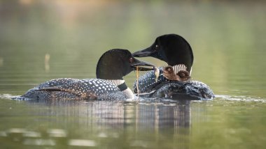 Göldeki Sıradan Bir Ahmak