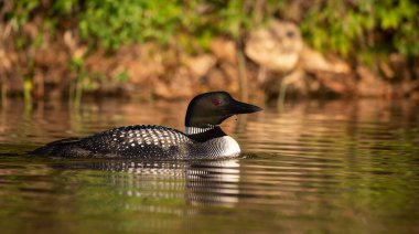 Göldeki Sıradan Bir Ahmak