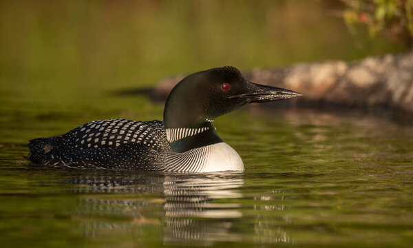 A Common Loon on a Lake