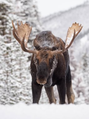 Jasper Ulusal Parkı Kanada 'da karlı bir geyik