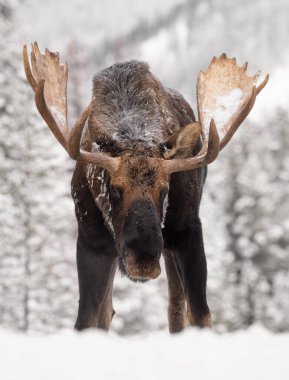 Jasper Ulusal Parkı Kanada 'da karlı bir geyik